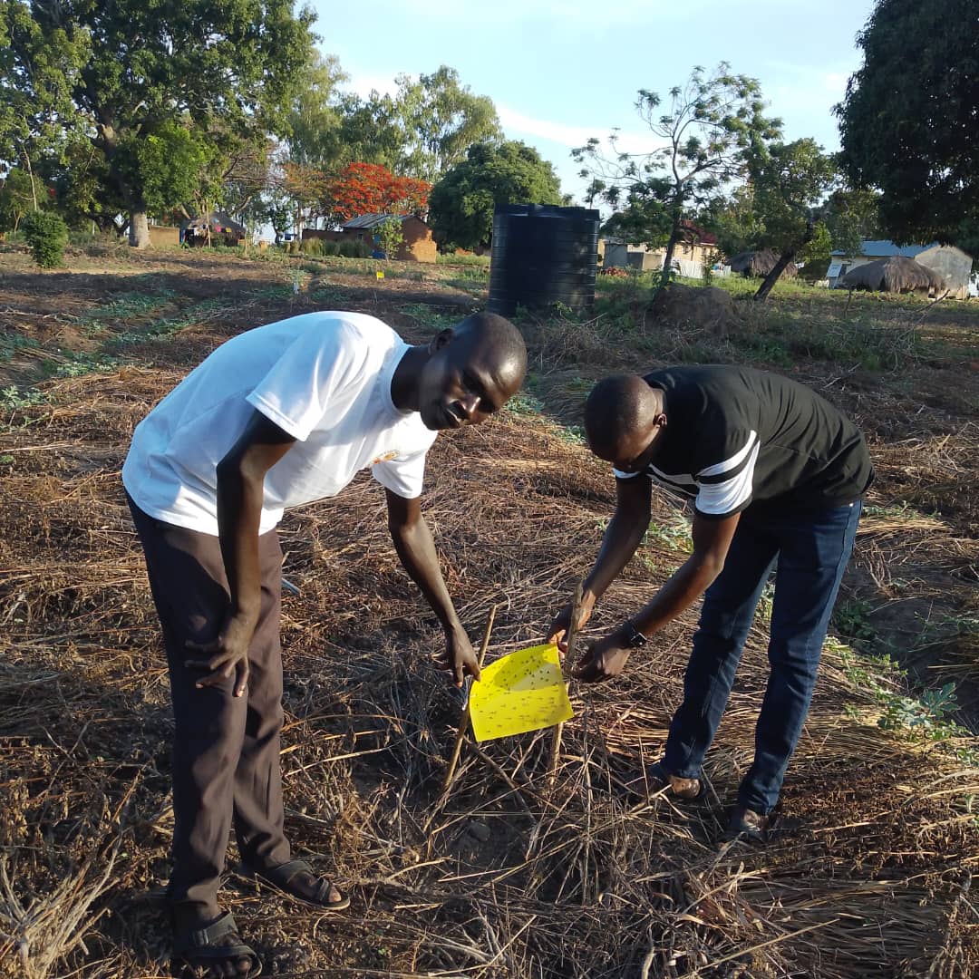 Farmer in field