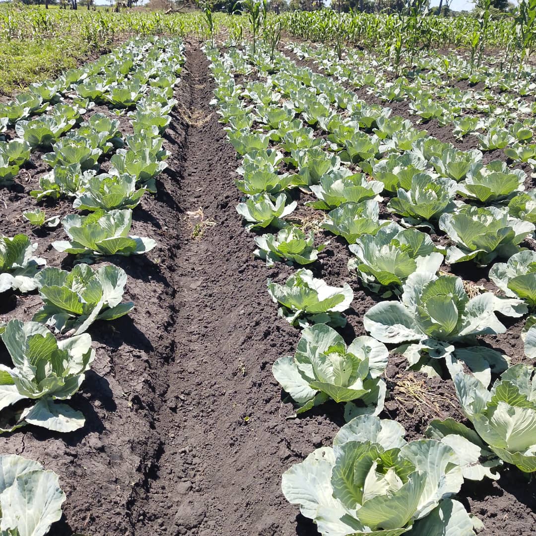 Agro field work